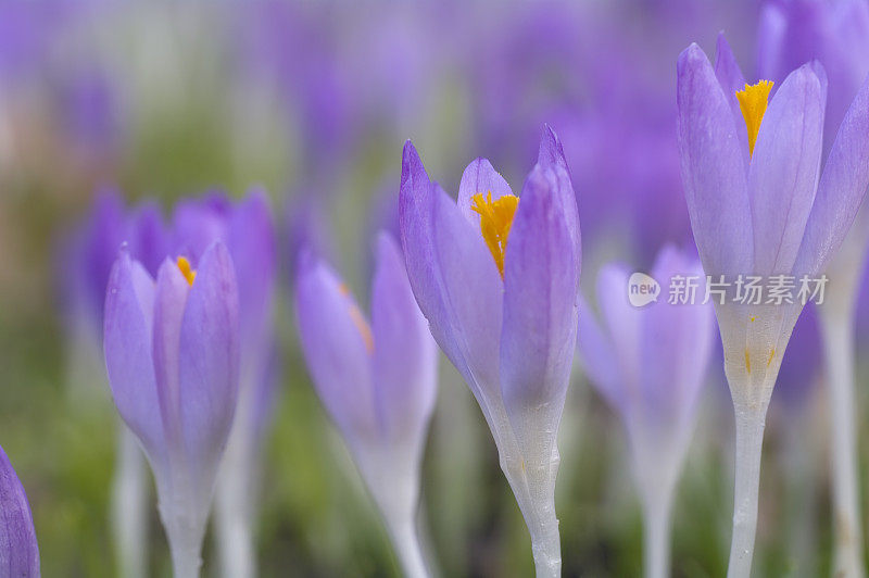 紫色春番红花(C. vernus)在特写